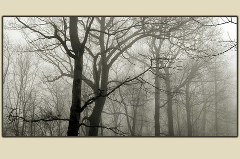 "December Fog" Wayah Bald - Photography on Canvas